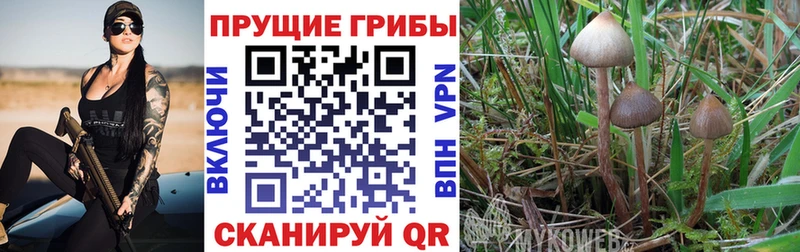 Галлюциногенные грибы Psilocybine cubensis  цена   Большой Камень 